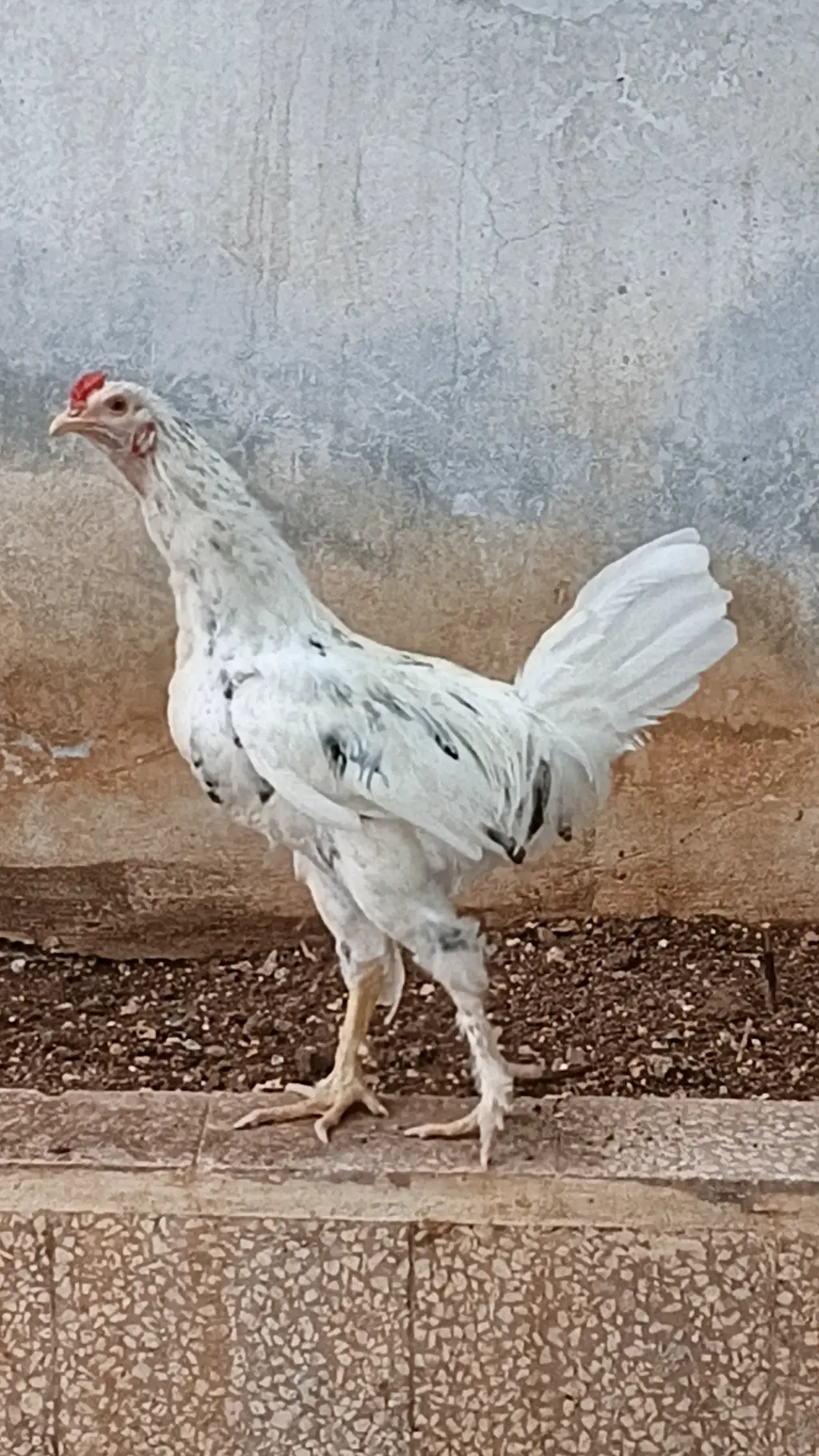 ديك أبيض عمر ٨ أشهر
