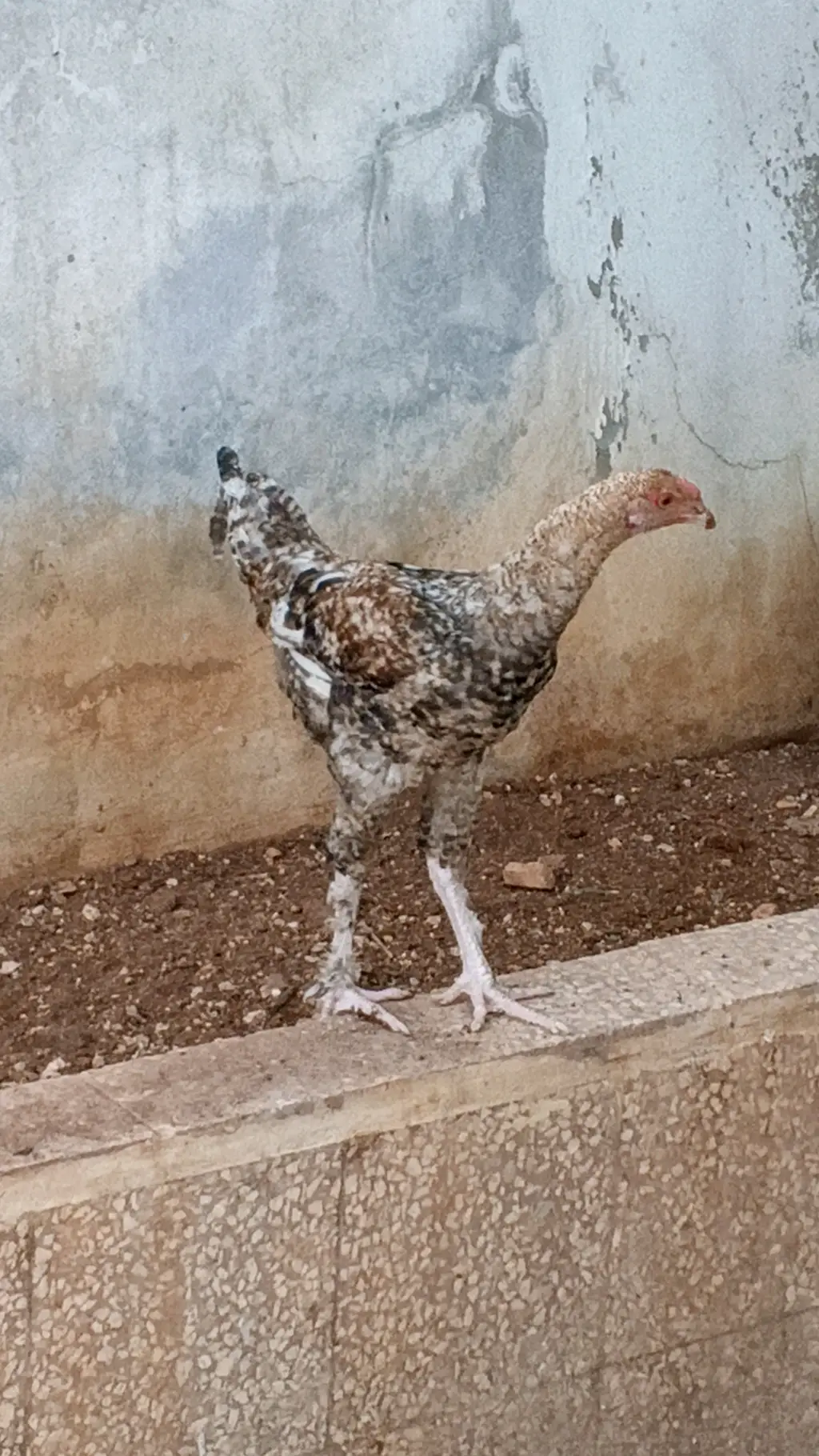 ديك بنّي عمر ٨ أشهر