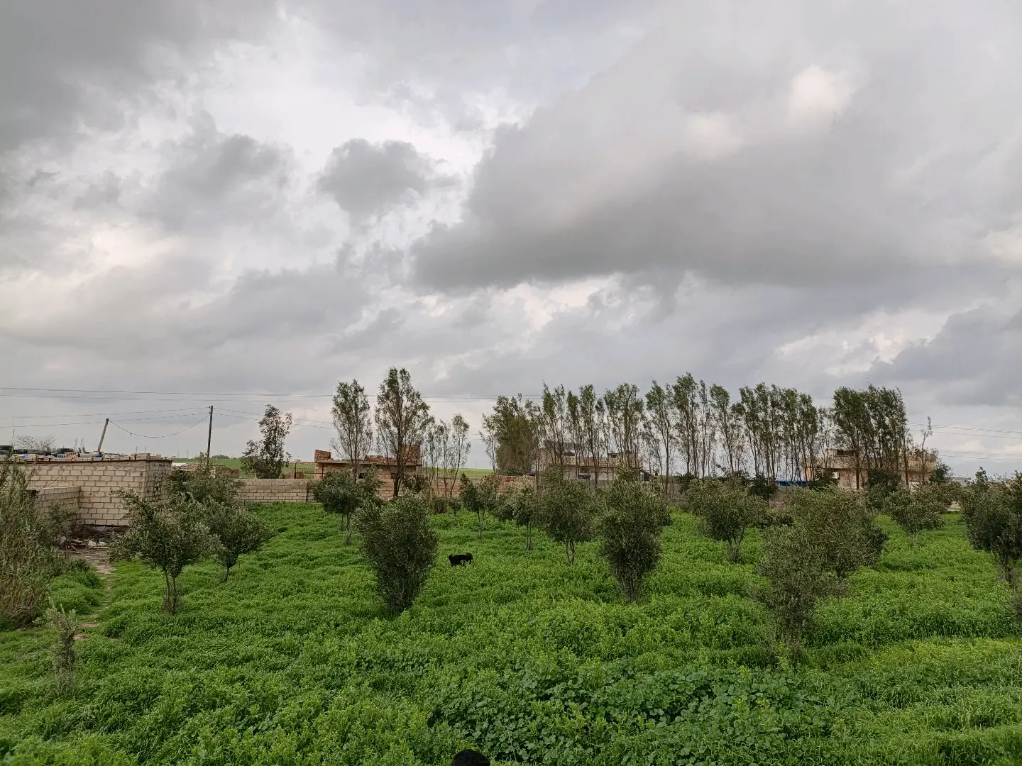 مزرعة فيها بيت ٣ غرف